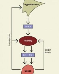 How Reproductive Hormones Work- Putting It All Together