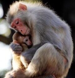 Your Baby is a Mammal!